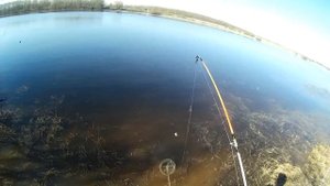 Идеальная рыбалка! Рыбалка на реке Волхов с донками!