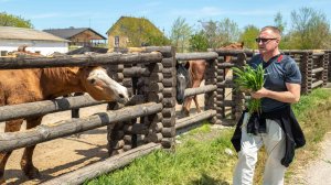 Ейск. Кубанский хутор. Контактные и дружелюбные лошади