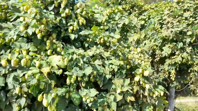 Время собирать Хмель на закваску и напитки. смотреть онлайн