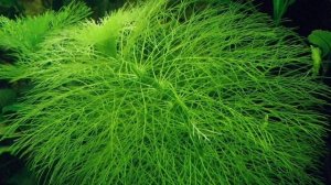 АМБУЛИЯ ИЛИ ЛИМНОФИЛА ВОДНАЯ. СОДЕРЖАНИЕ В АКВАРИУМЕ