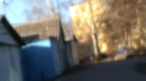 Пермские ижевские голуби.