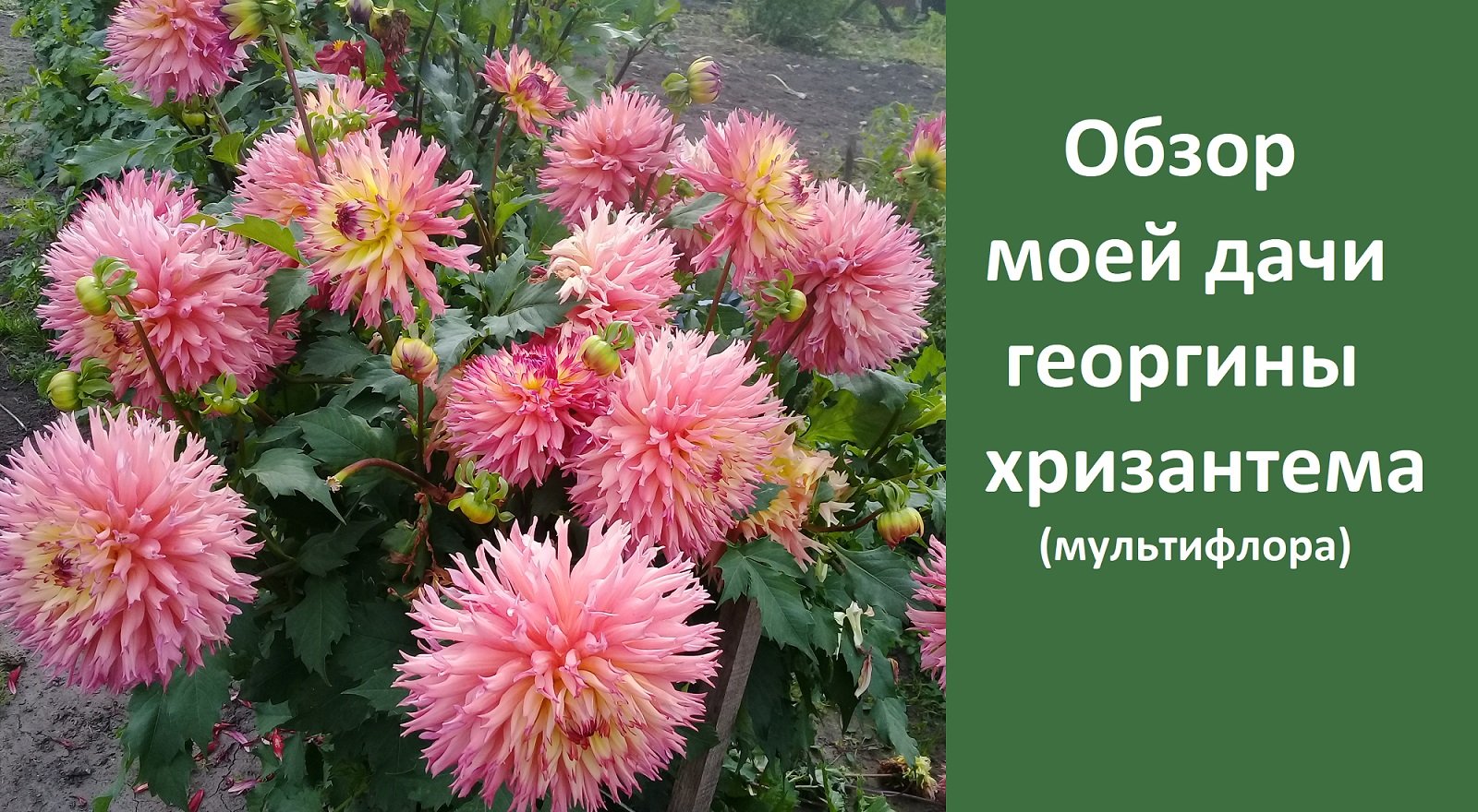 Обзор дачного участка сентябрь 2019 г. Георгины, хризантемы