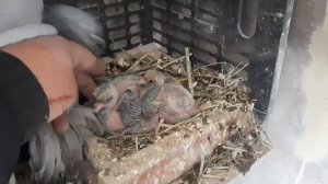 Наблюдения по масти каких дадут. Пара Розовый голубь и Сизая голубка.