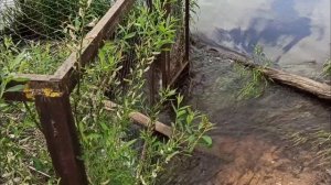 Река Селесня Волоколамский район д. Зубово, д. Аксеново