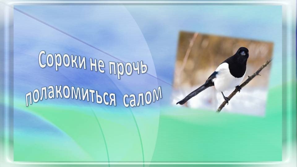 Сороки тоже любят сало