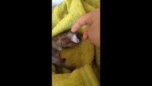 Горностай как домашний питомец - Stoat as a Pet- Hermelin als Haustier