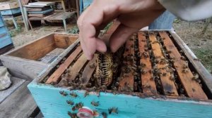 Пчелы в бутылке! Обзор нуклеуса Джинн Михаила Смолянского