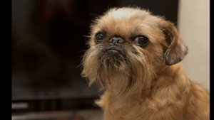 Кинологи составили топ-5 лучших пород собак для детей