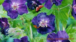 Герань тёмная Ревен (geránium phaeum raven) ? герань Ревен обзор: как сажать саженцы герани Ревен