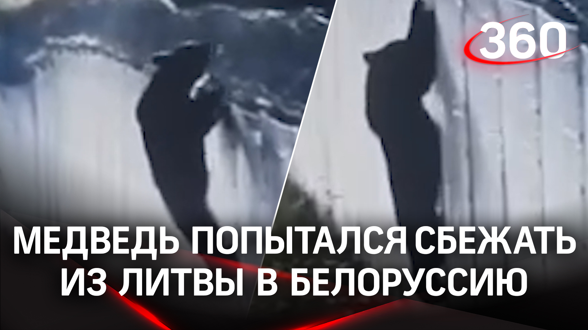 Навальный побег медведи. Сбежал в литву