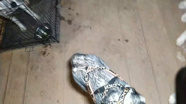 день рождение хаски Олси 7 лет смотреть онлайн