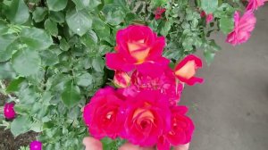 Обзор сада в июне. Первая волна цветения роз. Любимый сад цветет и преображается.Мой уход за садом.