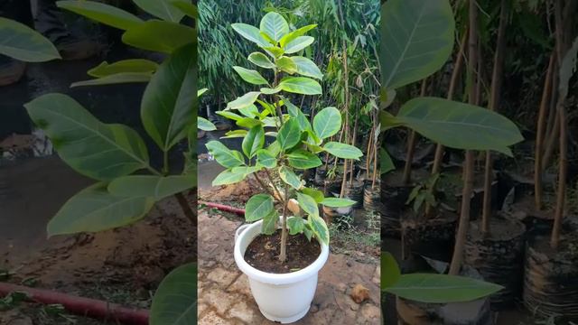 Ficus Elastica Variegated (Rubber)