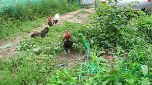 Куры для души// миниатюрные курочки// декоративные куры - БЕНТАМКИ.