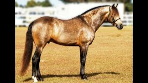 ТОП - 5 САМЫХ ДОРОГИХ ПОРОД ЛОШАДЕЙ В МИРЕ