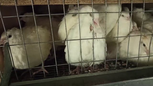 Вечернее кормление перепелов|37 суток - 200-220гр.чистый вес смотреть онлайн