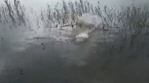 Ловля на косынку с лодки и фидерная рыбалка.