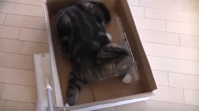 Швабра и котэ смотреть онлайн