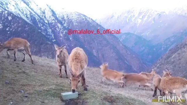Тляратинский заказник,, Туры- молодняк,, р, Дагестан, Тляратинский район,,