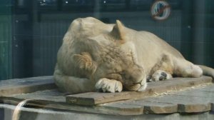 Как Иркутский зоопарк готовит животных к зиме