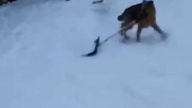 Овчарка чистит снег лопатой смотреть онлайн