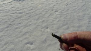 Пикуль (ручейник) одна из самых лучших наживок на окуня!