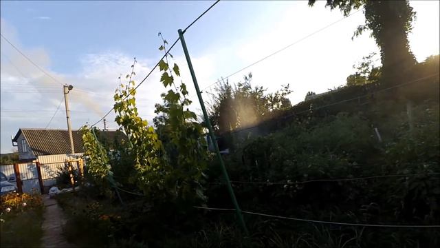 Прогулка по приусадебному винограднику в начале июля смотреть онлайн