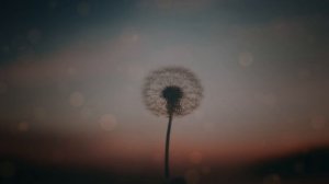 Dandelion-4K
