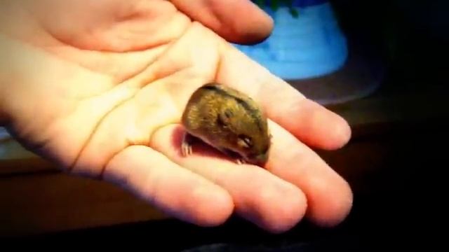 mała mysz polna Apodemus agrarius смотреть онлайн