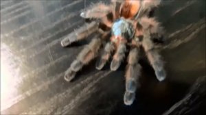 Avicularia versicolor L8 handling