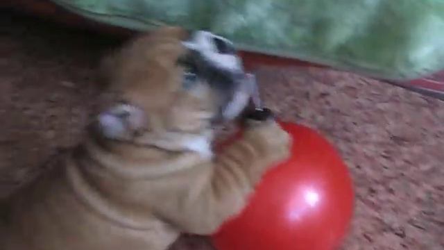 Тайсик злится на мячик.AVI смотреть онлайн