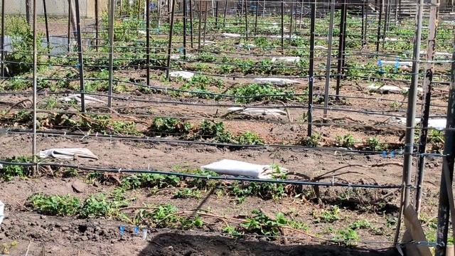 Первые работы на винограднике 2023