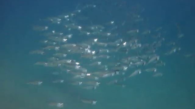 южноазиатская тропическая скумбрия в Sharm el Arab MVI 2904 смотреть онлайн
