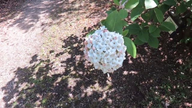 Viburnum x carlcephalum kalina kulovitá смотреть онлайн