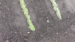 Обзор всходов моей любимой зелени на 23 мая