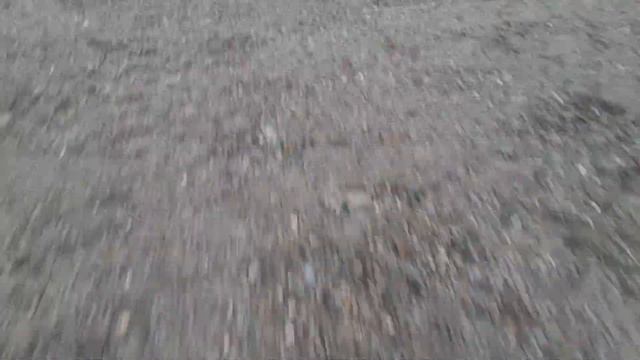 видео про собак смотреть онлайн