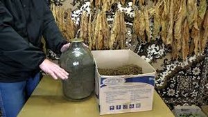 Один из способов длительного хранения Табака,нарезка соломкой.