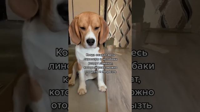 Дизайнер в деле 😊 #бигль #питомцы #собака