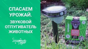 Когда соседские кошки подкапывают грядки. Спасаем урожай от незваных гостей-животных.