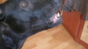 Черный Тайский Риджбек - свистулька.avi