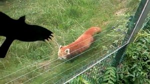 Panda(Ailurus fulgens)