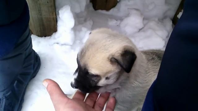 Копчение сосисок. Были простые, а стали золотые! смотреть онлайн