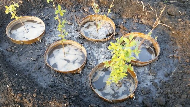 Жимолость технология выращивания