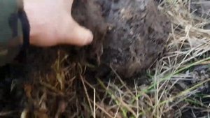Коп Восточной Пруссии 2019. Удачно прогулялись...