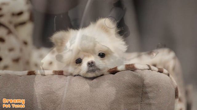 Music for Dogs: Easing Anxiety and Promoting Peaceful Sleep | Dreamy Pet Tunes 🐾 смотреть онлайн
