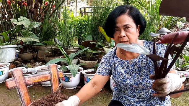 gabay sa pagparami ng ROYAL QUEEN PHILODENDRON.