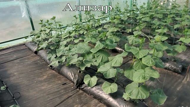 Нехватка бора и кальция на огурцах. Обзор различных гибридов, растущих в одной теплице! смотреть онлайн