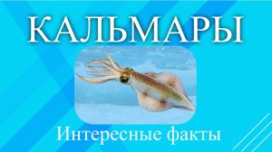 Интересные факты о кальмарах