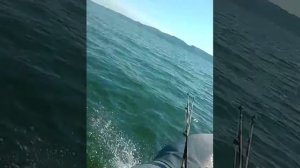 SEA-PRO F 5S Лодка Хантер 290 нднд