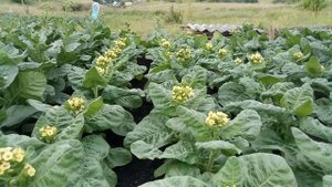 Вершкование махорки. Зачем?